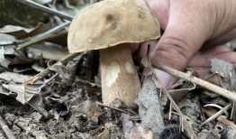 捡菌子视频,跟随视频探索野生菌子的奇妙世界