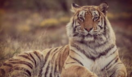 老虎的视频,揭秘野生老虎的神秘生活